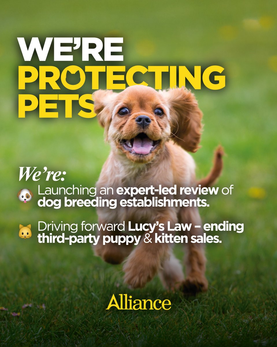 Alliance Party (@allianceparty) on Twitter photo 🚫 There is no place in our society for animal cruelty.
🐶 🐱 That's why Alliance Minister <a href="/AndrewMuirNI/">Andrew Muir MLA</a> is taking action to make our pets safer. 🚫 There is no place in our society for animal cruelty.
🐶 🐱 That's why Alliance Minister <a href="/AndrewMuirNI/">Andrew Muir MLA</a> is taking action to make our pets safer.