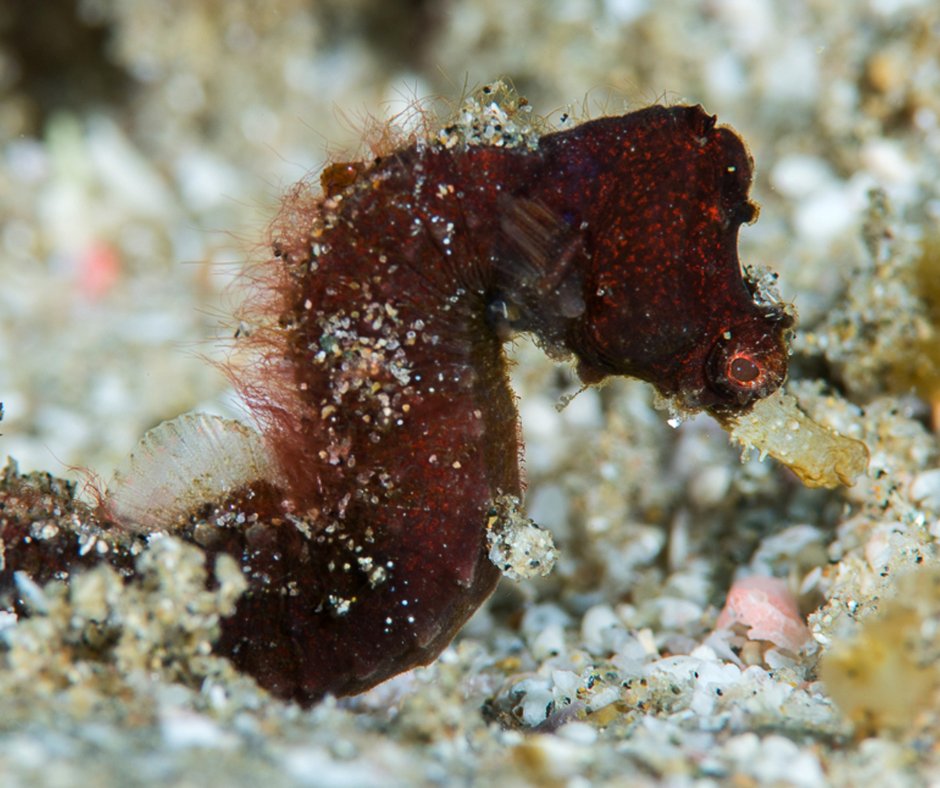 Essex researchers have helped contribute to the discovery of more than 800 new marine species.

Working with the Nippon Foundation-Nekton Ocean Census, Essex scientists have joined in the world’s largest collaborative effort to discover marine life. 

brnw.ch/21wSdc8