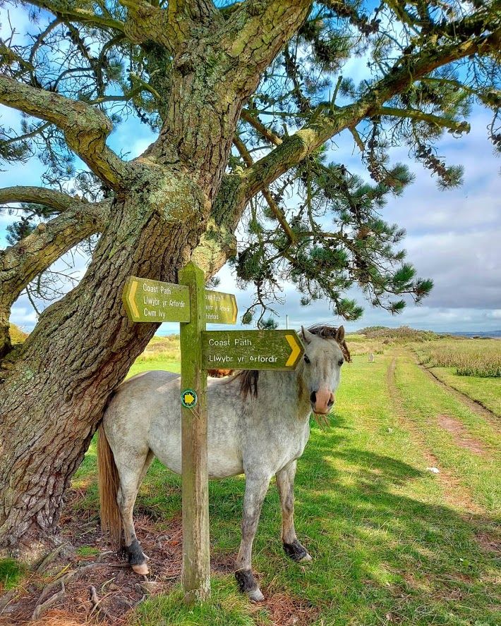 Did you know the Gower Coast Path is 46 miles (74 km) long? So pack your walking boots and stay with us to walk your way around the Peninsula, visiting some breathtaking beaches and incredible scenery. 🚶‍♀️🚶‍♂️ Book your stay today! 

#HikeGower #WalesCoastPath #WalkingHoliday