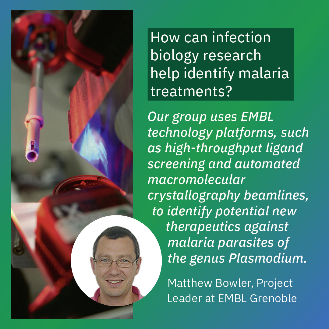 embl's tweet photo. 1/ Today is #WorldMalariaDay.

At EMBL, we join the global efforts to control malaria with innovative biological approaches.
👉 Swipe through to discover how scientists at EMBL study the malaria parasite and drive progress in global health.

🔗 Read more: https://t.co/lx7nuPympa https://t.co/JYGQg4I0DG