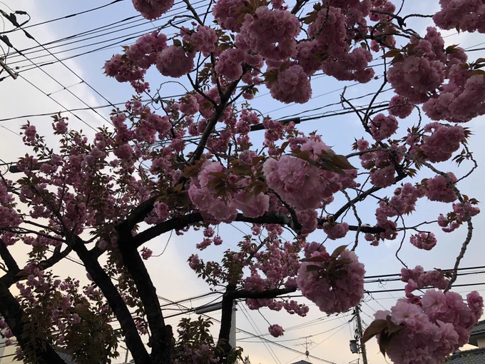 お疲れ様です。夕方になって少し寒いけどお散歩。桜はほとんど散りましたが、八重桜が見頃です 