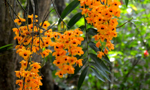 Discover the Khonghampat #Orchidarium – a 200-acre paradise with over 110 unique orchid varieties!  Visit during March-April for vibrant blooms and sweet fragrances. A must-see natural wonder! 
#NatureLovers #KhonghampatOrchidarium 
#CommaAndxPerthSanta
#CommaAndBeYourOwnMuse