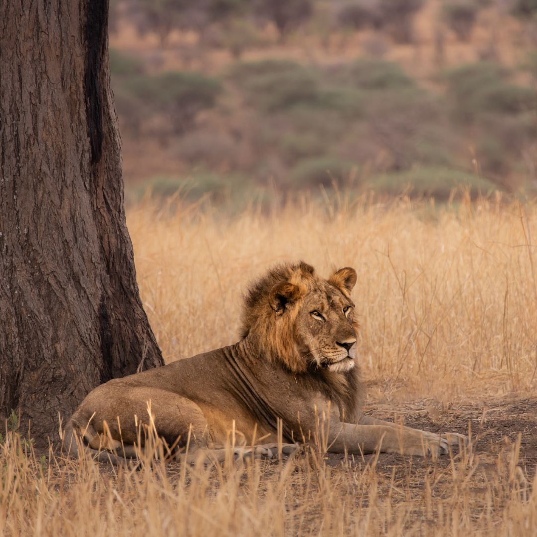 Did you know a male lion’s roar can be heard from up to 8 kilometers away? It’s not just about power,  it’s how they mark territory, communicate with their pride, and warn rivals to stay away.

With their thick manes lions truly are the kings of the savannah.