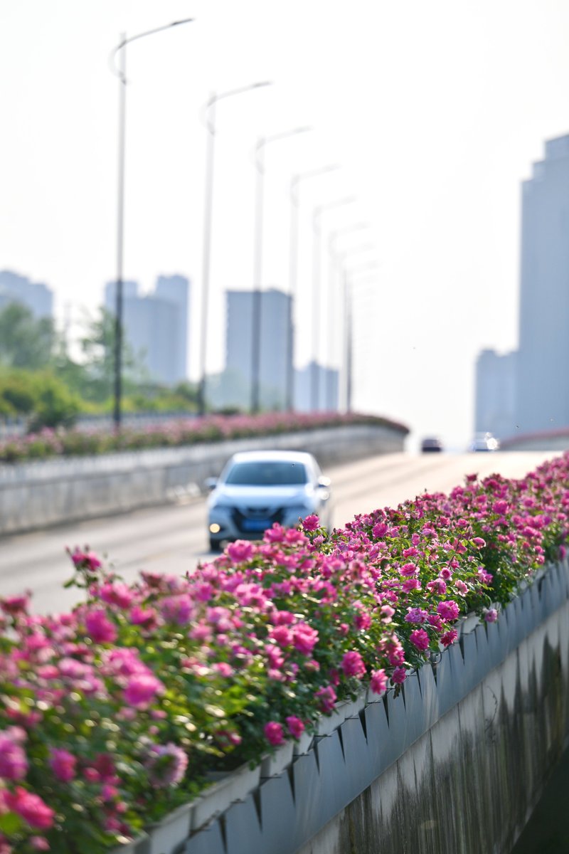 Jiascinating's tweet photo. Along the elevated roads in Jiaxing, vibrant rose bushes bloom in full glory, turning the city into a blooming flower path. Driving through feels like gliding through a sea of flowers, filled with romance and spring. ๐ธโจ(Source: JICC)
#Jiascinating #RoseBloom #FlowerPower #SpringBlossoms #NatureBeauty