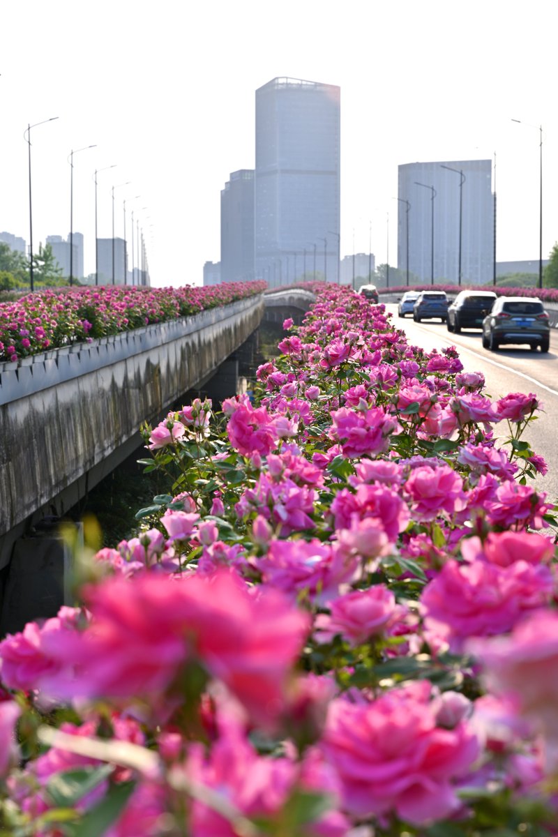 Jiascinating's tweet photo. Along the elevated roads in Jiaxing, vibrant rose bushes bloom in full glory, turning the city into a blooming flower path. Driving through feels like gliding through a sea of flowers, filled with romance and spring. ๐ธโจ(Source: JICC)
#Jiascinating #RoseBloom #FlowerPower #SpringBlossoms #NatureBeauty