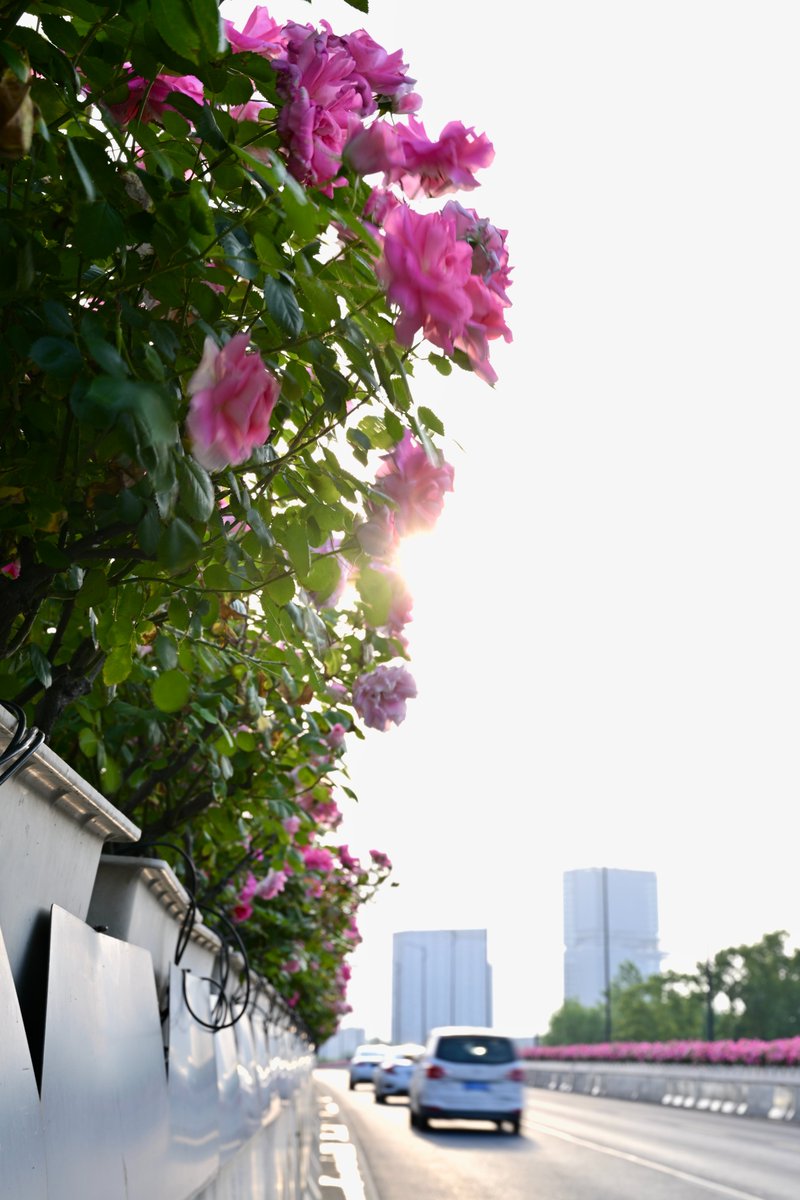 Jiascinating's tweet photo. Along the elevated roads in Jiaxing, vibrant rose bushes bloom in full glory, turning the city into a blooming flower path. Driving through feels like gliding through a sea of flowers, filled with romance and spring. ๐ธโจ(Source: JICC)
#Jiascinating #RoseBloom #FlowerPower #SpringBlossoms #NatureBeauty