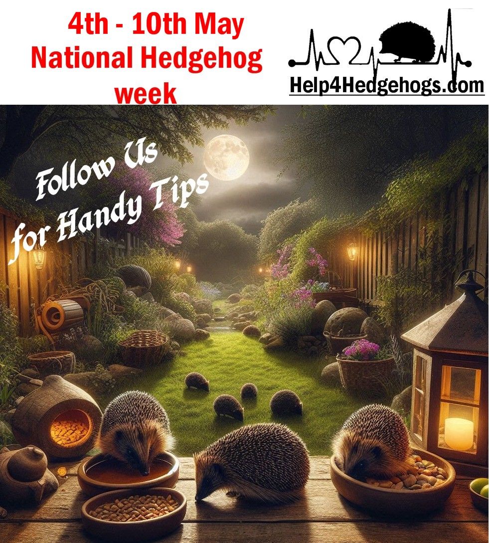 Help4hedgehogs's tweet image. 