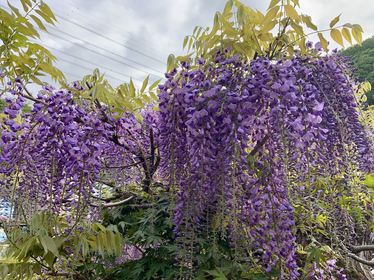 naruchi0326's tweet photo. #TLを花でいっぱいにしよう

藤棚から垂れ下がる
フジの花も綺麗だけど
ドラム缶に植えて盆栽風に仕上げた
フジの花も綺麗です😊
ツルが伸びないように剪定するのがポイント😅

今日も1日お疲れ様でした😊 https://t.co/DUIspdcLPf