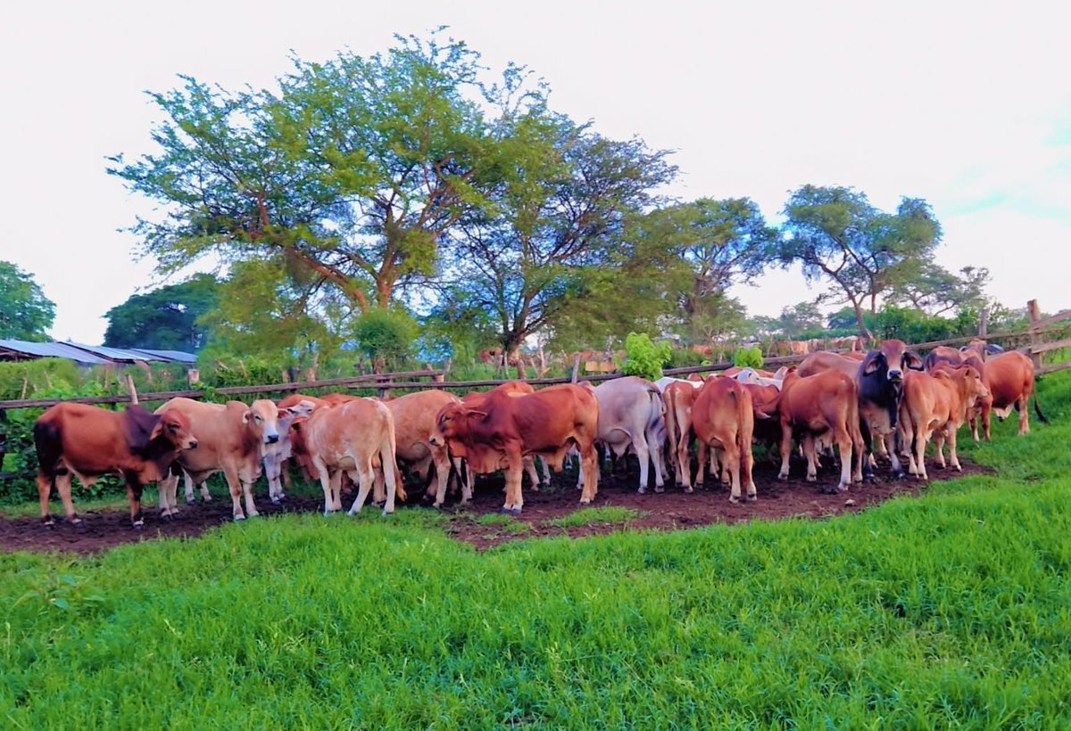 Frank Farm Estates Ltd (@ffarmestates1) on Twitter photo Friday Market Day Special!
Power. Pedigree. Performance.
From Ugandaβs Cattle Corridor to your ranch, our breeding bulls are built for performance, fertility, temperament, and the ability to withstand harsh conditions. 
Book yours today. #BoranBullBoss  
#FridayMarketDay Friday Market Day Special!
Power. Pedigree. Performance.
From Ugandaβs Cattle Corridor to your ranch, our breeding bulls are built for performance, fertility, temperament, and the ability to withstand harsh conditions. 
Book yours today. #BoranBullBoss  
#FridayMarketDay