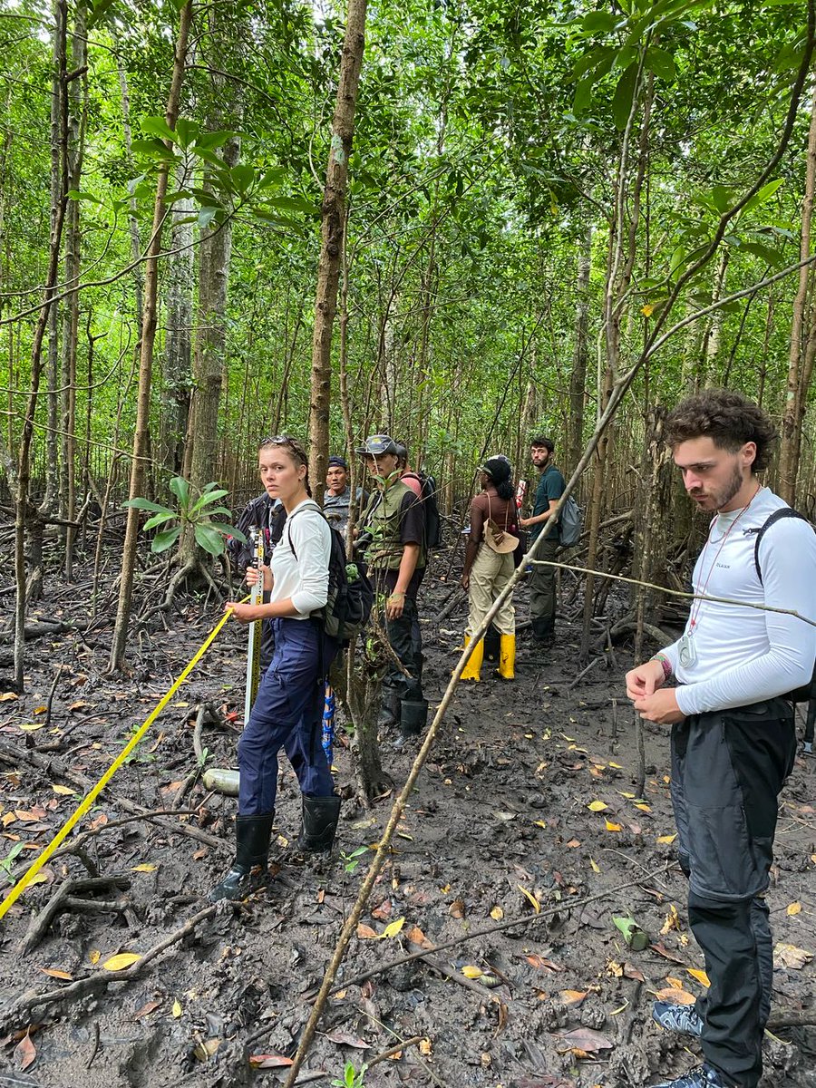 Mangrove Field School organized by the <a href="/UMT_Official/">OfficialUMT</a> at Matang (Perak) for <a href="/TROPIMUNDO/">TROPIMUNDO</a> students continues to step forward as a most exciting course for learning mangrove silviculture, conservation &amp; management approaches.