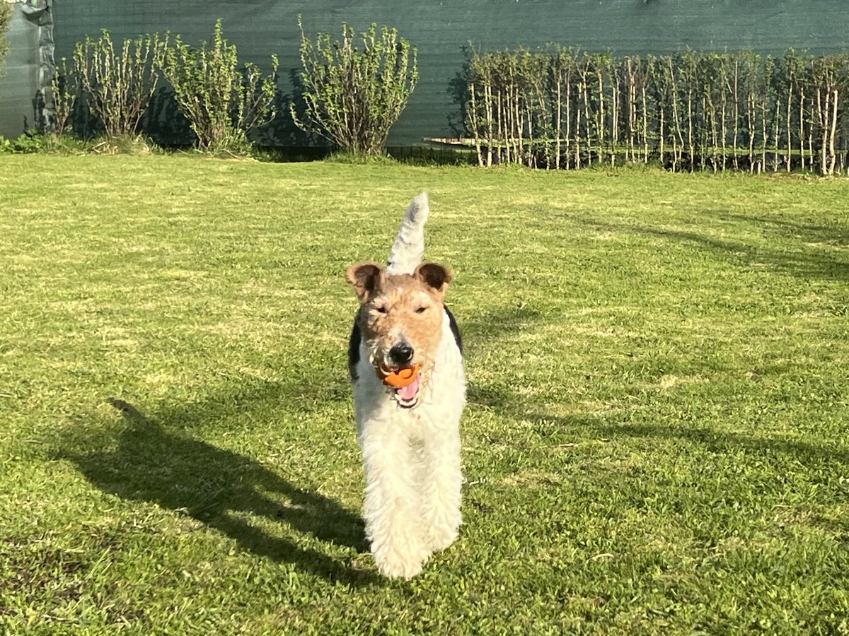 peter sorkovsky tweet media