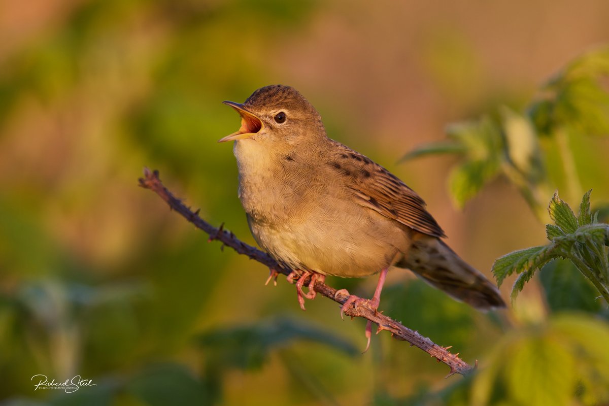 Richard Steel tweet media