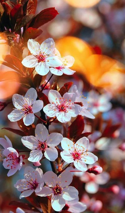 CorellaTej7982's tweet photo. #FelizViernesATodos y todas #todes #mayiscoming #gorgeous #maybetoday #maybe #today ✌️🕊️🕊️☮️👍✊😍🥰🌸🌸🌸🌷 https://t.co/BHd8xFBDoE