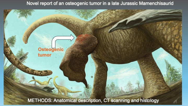 Anusuya CHINSAMY-T (@palaeo_prof) on Twitter photo Just in time for #FossilFriday! Our study of a pathology in a Thai mamenchisaurid is just out in the #JournalofAnat #JAnatomy.  doi.org/10.1111/joa.14…
 #thePalAss  #fossils #dinosaurs #paleohistology #paleostream  #osteohistology Just in time for #FossilFriday! Our study of a pathology in a Thai mamenchisaurid is just out in the #JournalofAnat #JAnatomy.  doi.org/10.1111/joa.14…
 #thePalAss  #fossils #dinosaurs #paleohistology #paleostream  #osteohistology