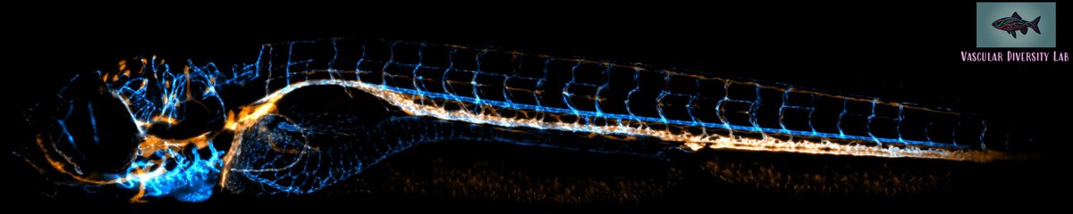 India BioImaging (@indiabioimaging) on Twitter photo #FluorescenceFriday
Stunning live imaging of lymphatic & blood vessels in a zebrafish larva "Whole Trunk" from Dr. Rudra Nayan Das's Vascular Diversity Lab (SNIoE Delhi-NCR), captured by Rajan Singh & Rudra Nayan Das at SNIoE's CIF using a Nikon A1R MP Confocal (DST-FIST Funded). #FluorescenceFriday
Stunning live imaging of lymphatic & blood vessels in a zebrafish larva "Whole Trunk" from Dr. Rudra Nayan Das's Vascular Diversity Lab (SNIoE Delhi-NCR), captured by Rajan Singh & Rudra Nayan Das at SNIoE's CIF using a Nikon A1R MP Confocal (DST-FIST Funded).