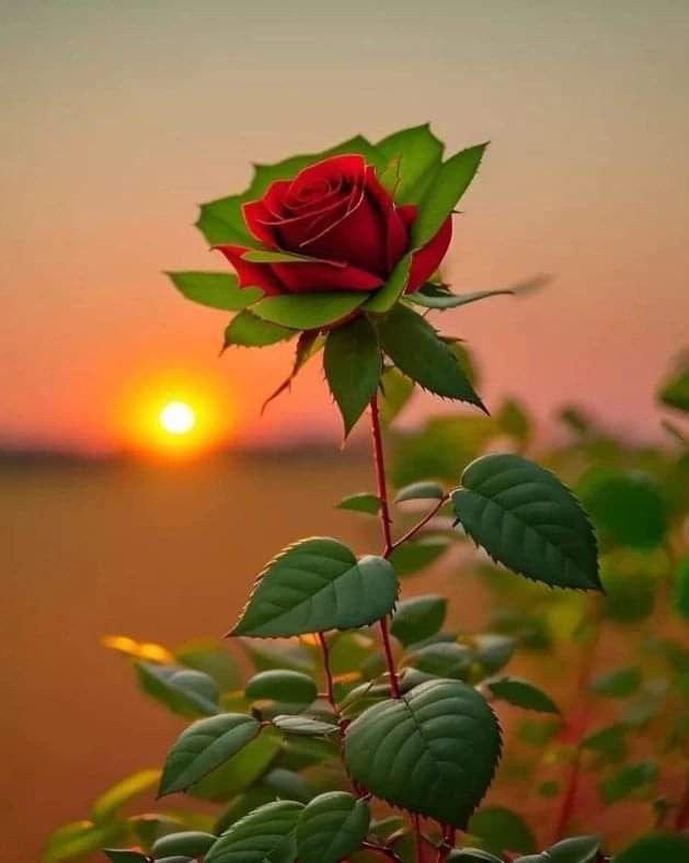 Syed💫 tweet media