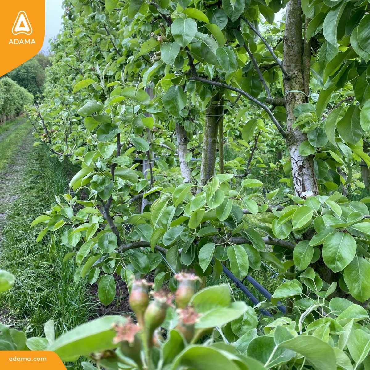 🌱 Vruchtontwikkeling in volle gang! 🍐
De Xenia peren staan er prachtig bij – op deze foto meten ze al 13 mm! 📏 Met de mooie weersomstandigheden die eraan komen, is dit hét moment om te dunnen met #Brevis voor een optimale vruchtmaat. 🌞