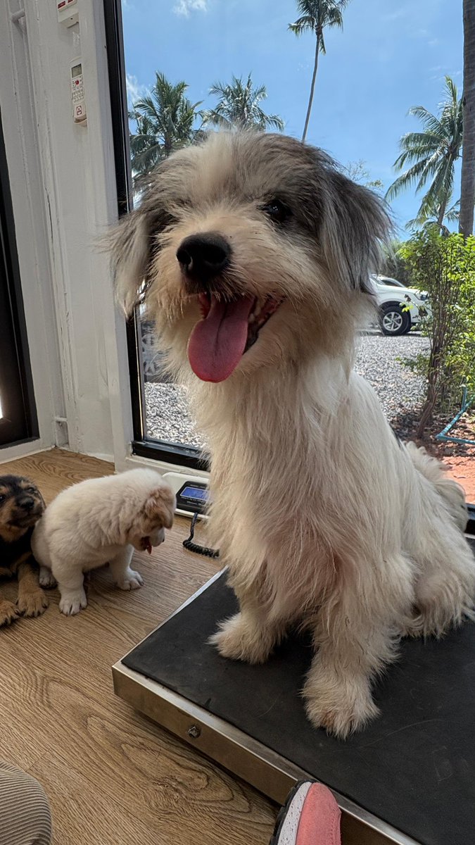 Niall Harbison tweet media