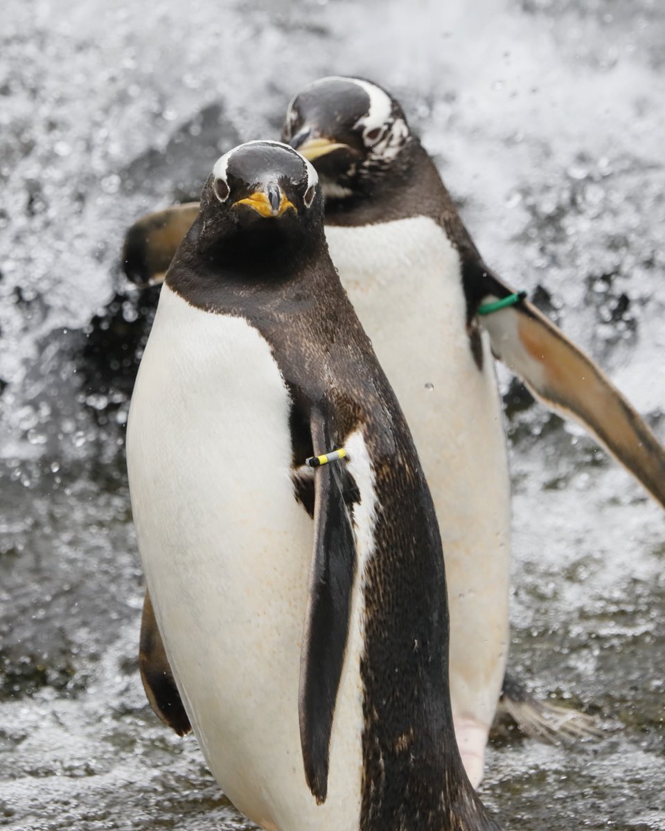 EdinburghZoo's tweet photo. Happy #WorldPenguinDay 🐧

We've compiled a FINtastic guide to all things penguin at @rzss 💛

From wild webcams to cracking conservation, flippin' good gifts and more 🔗 https://t.co/EwX2wklp6D https://t.co/GWExNvamkI