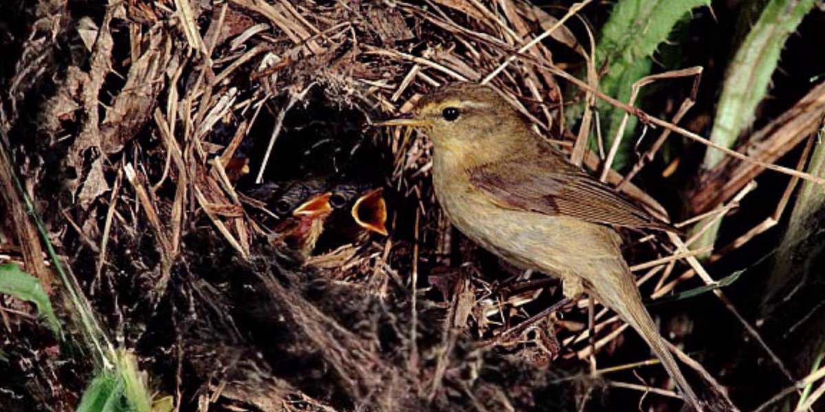 Diane Dybdal tweet media