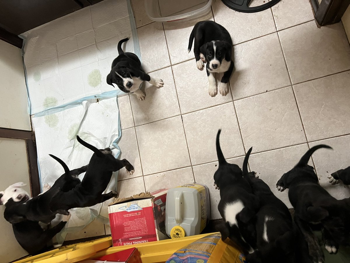 MzzQuinzel's tweet photo. Okay we have found ONE PUPPY a home.
I need 8 more people/families who are willing to give a chance to a sweet puppy to have a good life. Please 🙏 help me find someone who can give a puppy a home?
#EmpathyMatters #PositiveEnergy #puppies #FREEtoGoodHome #EastTexas https://t.co/16nl7pf7SQ
