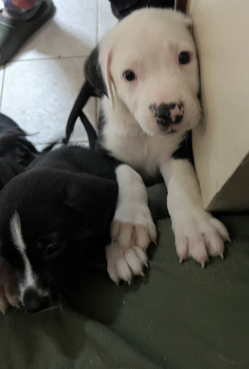 MzzQuinzel's tweet photo. Okay we have found ONE PUPPY a home.
I need 8 more people/families who are willing to give a chance to a sweet puppy to have a good life. Please 🙏 help me find someone who can give a puppy a home?
#EmpathyMatters #PositiveEnergy #puppies #FREEtoGoodHome #EastTexas https://t.co/16nl7pf7SQ