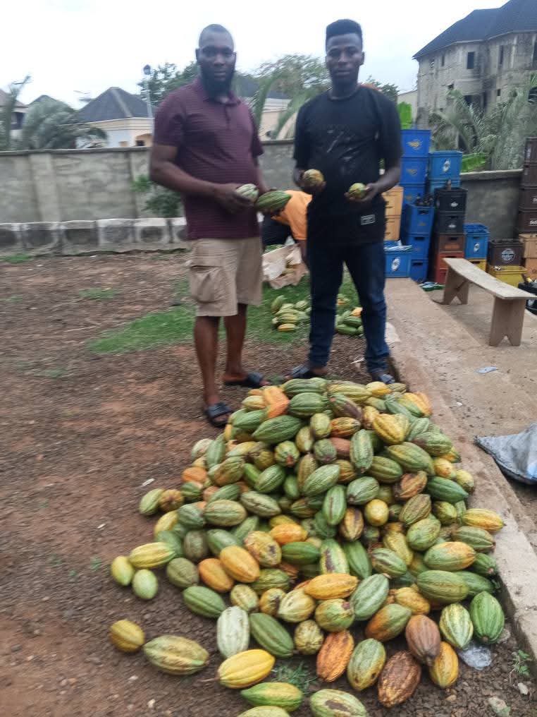 FarmsNexa's tweet image. Ogar a cocoa farmer, battled Black Pod Disease destroying his crops.
He used organic neem sprays and pruning techniques learned from a local group.
His farm recovered, and now he teaches others natural pest control methods.
#PestControlSuccess
#BlackPodDisease
#SustainableFarming
