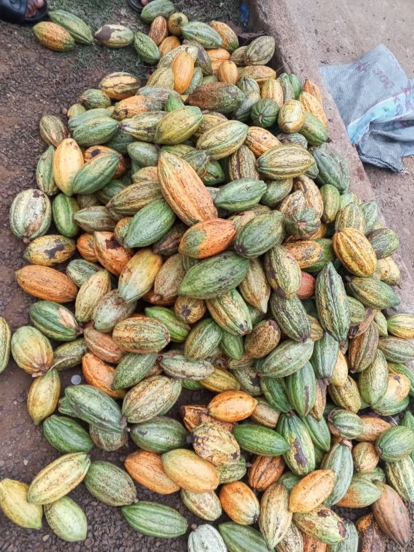 FarmsNexa's tweet image. Ogar a cocoa farmer, battled Black Pod Disease destroying his crops.
He used organic neem sprays and pruning techniques learned from a local group.
His farm recovered, and now he teaches others natural pest control methods.
#PestControlSuccess
#BlackPodDisease
#SustainableFarming