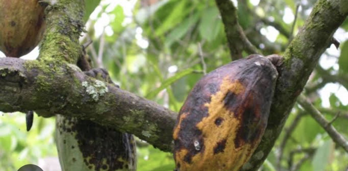 FarmsNexa's tweet image. Ogar a cocoa farmer, battled Black Pod Disease destroying his crops.
He used organic neem sprays and pruning techniques learned from a local group.
His farm recovered, and now he teaches others natural pest control methods.
#PestControlSuccess
#BlackPodDisease
#SustainableFarming