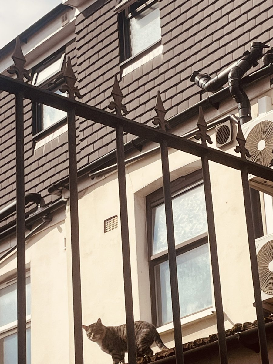 BN - Good Morning Newham 🐈 - East Ham, Newham #BetterNewham