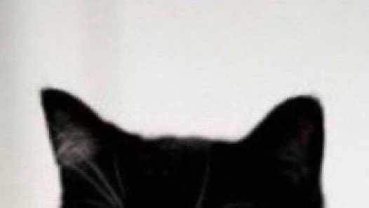 libelante_'s tweet photo. 깜냥이 /•᷅•᷄\୭🖤 https://t.co/BIIPWDS3uT