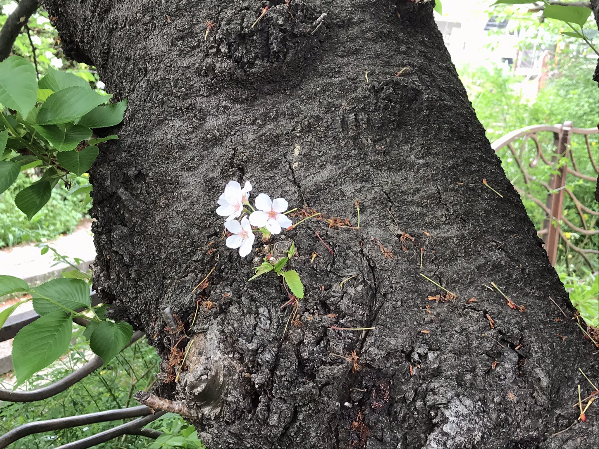 再度 お値下げしました。花づくし 春夏秋冬 岸和田市【公式】 | つつじが見頃！ 春も終わりが近づき、つつじ