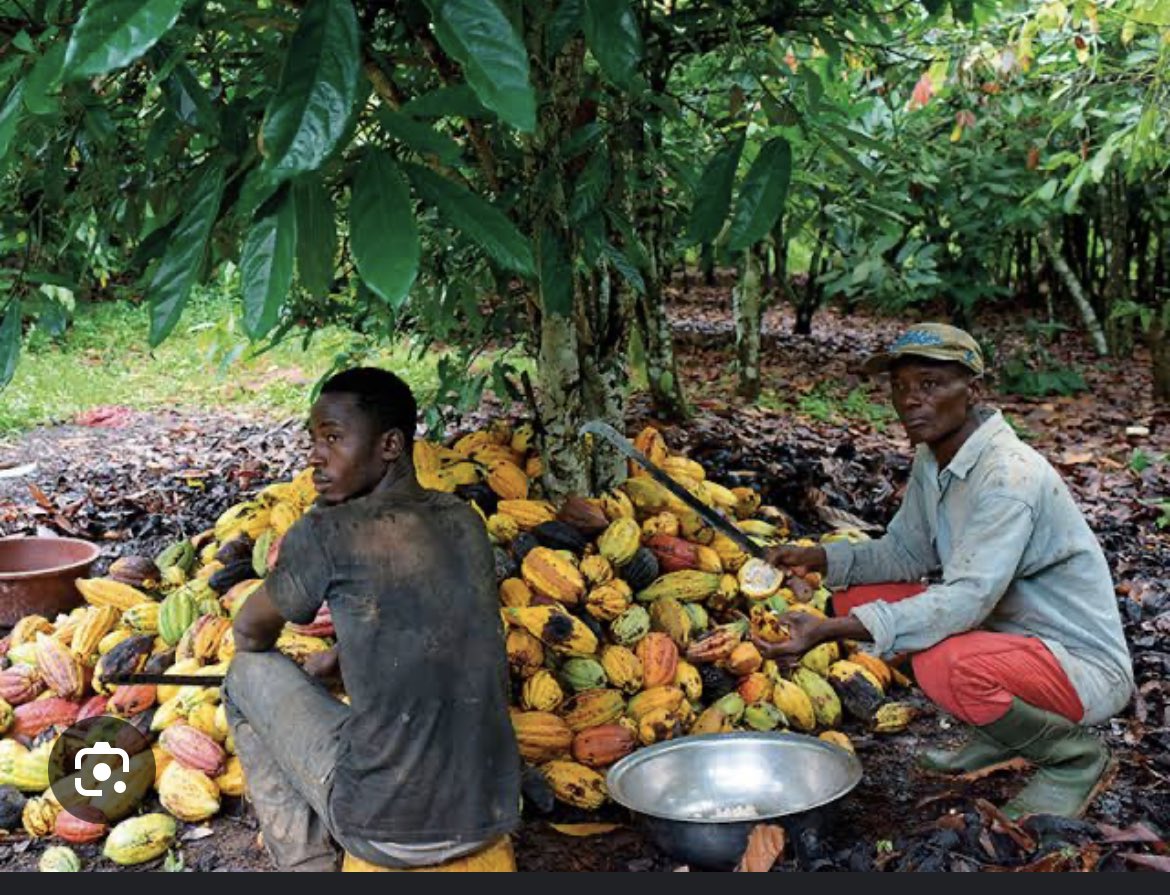 FarmsNexa's tweet image. Here at Nexa farms we have found sustainable farm practices that control black pod disease in cocoa 
#CocoaFarmer
#FarmingSolutions
#OrganicFarming
#PestControlSuccess
#BlackPodDisease #SustainableFarming