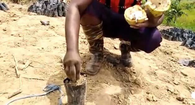 FarmsNexa's tweet image. Here at Nexa farms we have found sustainable farm practices that control black pod disease in cocoa 
#CocoaFarmer
#FarmingSolutions
#OrganicFarming
#PestControlSuccess
#BlackPodDisease #SustainableFarming