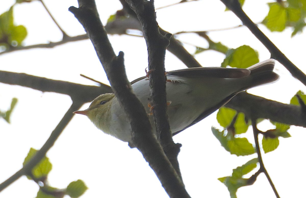 LUFCDave_'s tweet image. Paid a brief visit to Barden Bridge this morning. Great to see plenty of Pied Flycatcher's back and singing heartily. However very surprised to see two WOOD WARBLERS as I have not seen any here for yonks. With @LEEDSTILIDIE1