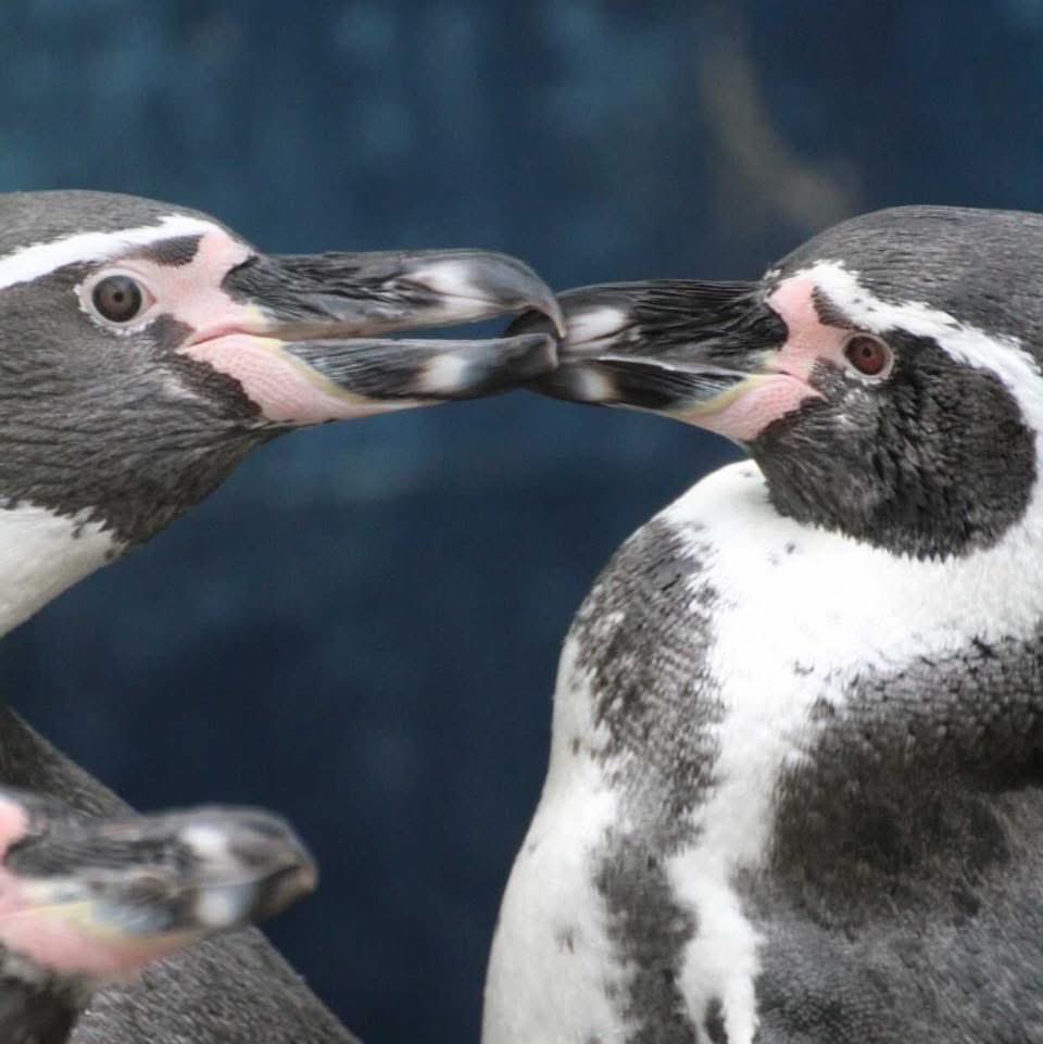 It’s National Penguin Day, and we’re celebrating our incredible Humboldt penguins here at Sealife Adventure Southend – say hello to Didge, Squash, Ray, Sunrise, Serena, Aquilla, and Tamuco! 🐧

#NationalPenguinDay #HumboldtPenguins #SealifeAdventure