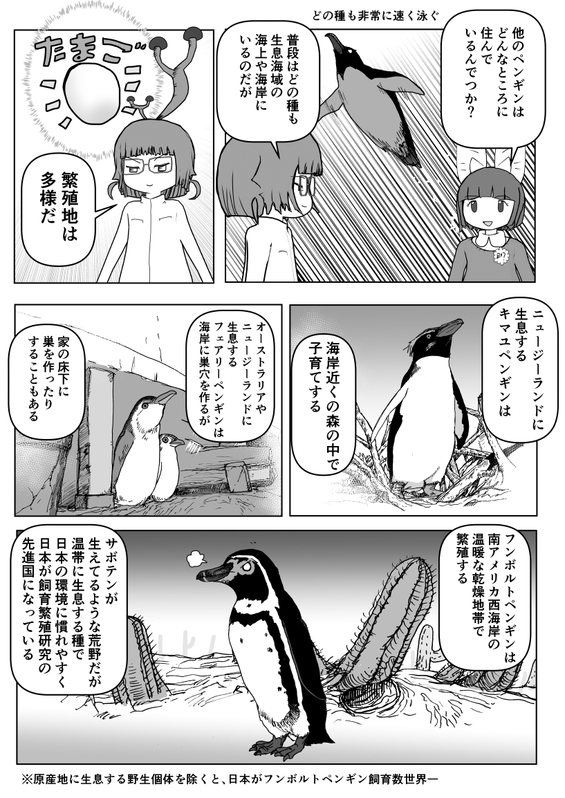 #世界ペンギンの日 記念 ペンギン回再掲2/2
#クック先生の動物講座 #漫画が読めるハッシュタグ #マンガが読めるハッシュタグ 