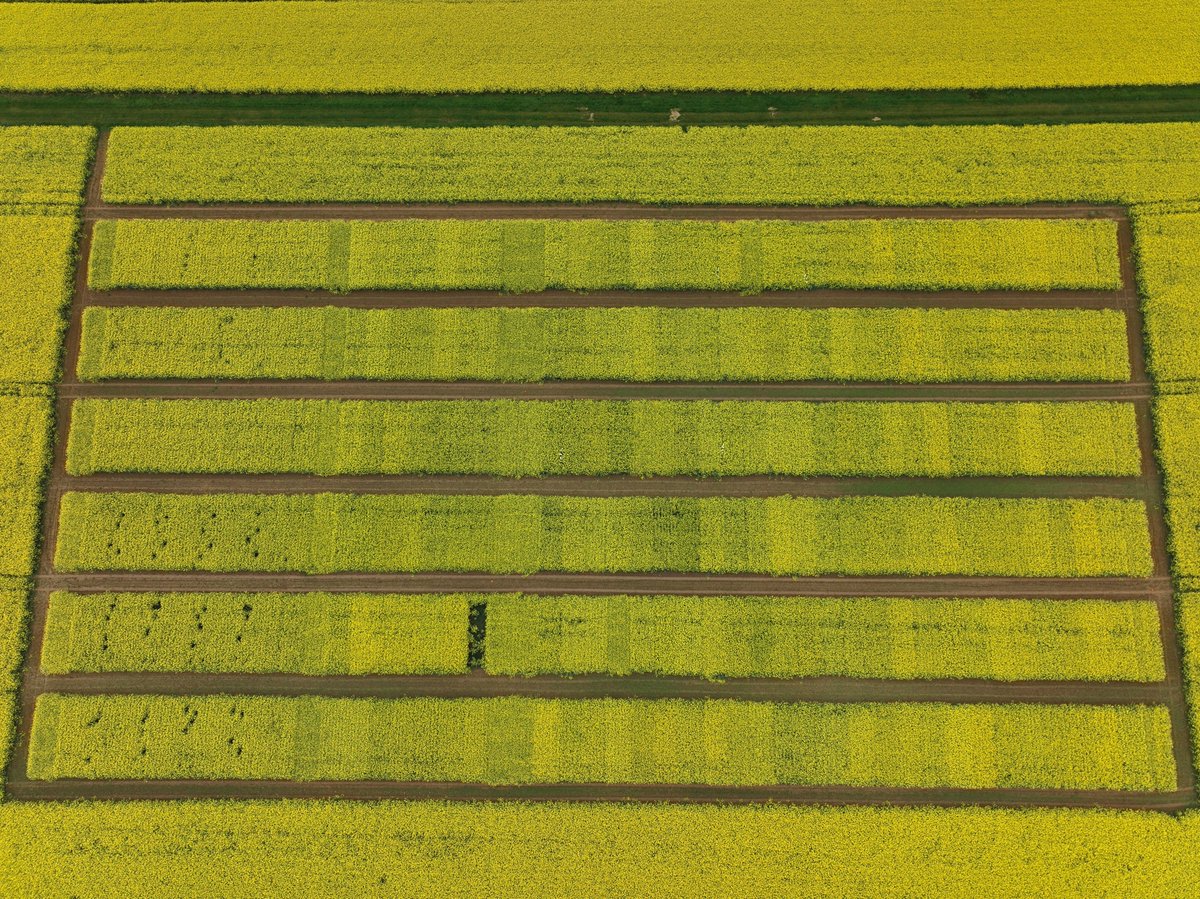 Le plafond 🛩️ est bas aujourd'hui ☁️ mais du 🟨 #colza à 360° 👍 C'est la pleine floraison pour notre plateforme variétés 😉 #ceuxquifontlesessais