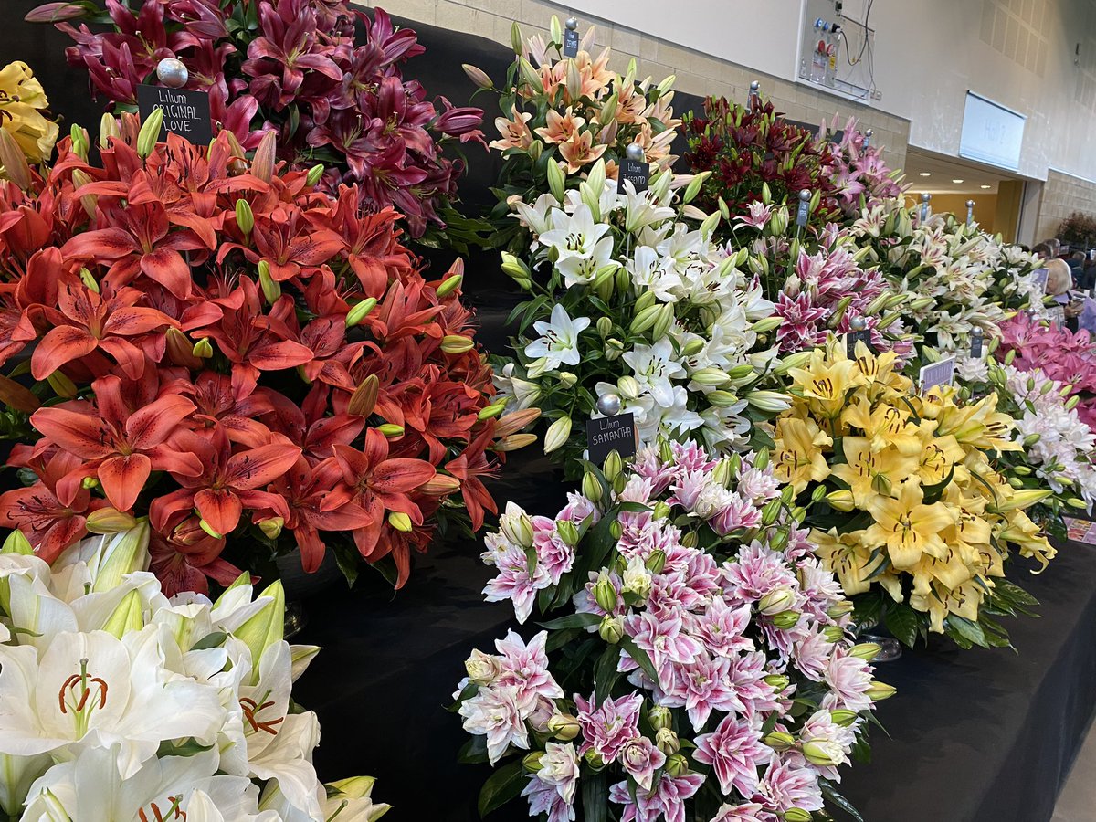 A cacophony of colour at the <a href="/HarrogateFlower/">HarrogateFlowerShow</a> show today