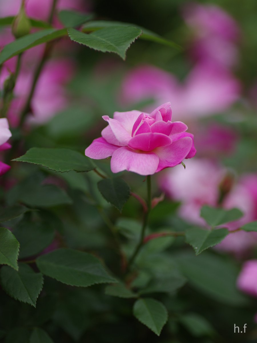 junglelandland's tweet image. 