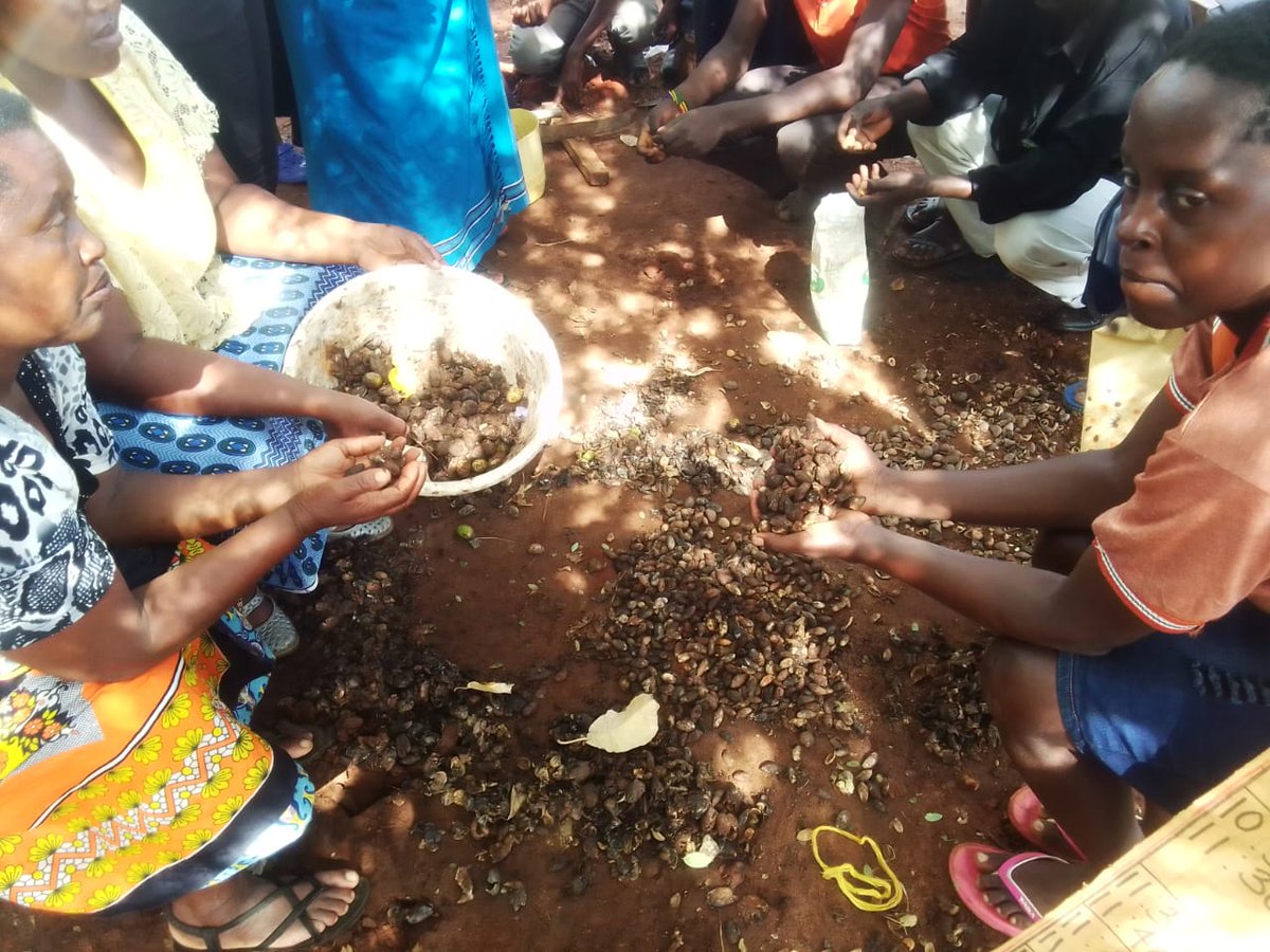 TwendeProjectKe's tweet photo. Uithi Museo Pastoral Field school group sorting out Melia vokansii and Croton seeds so as to extend our tree nursery. https://t.co/MNdifWI4L3