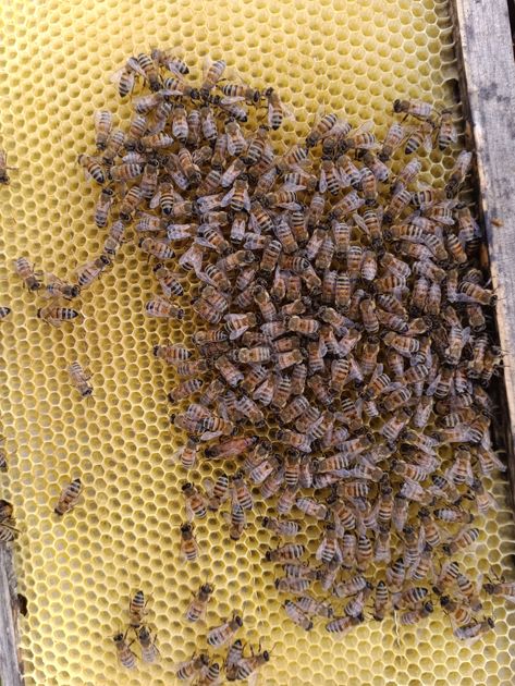 BeesBishops's tweet image. 🐝 Hive inspections in full swing! The bees have been busy bringing in plenty of bright golden dandelion nectar, and it's great to see some of our lovely queens laying strongly. 

#BeekeepingSeason #HiveCheck #QueenBees #IIQueens #DandelionHoney #SpringForage #BeeBreeding