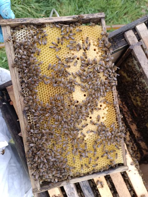 BeesBishops's tweet image. 🐝 Hive inspections in full swing! The bees have been busy bringing in plenty of bright golden dandelion nectar, and it's great to see some of our lovely queens laying strongly. 

#BeekeepingSeason #HiveCheck #QueenBees #IIQueens #DandelionHoney #SpringForage #BeeBreeding