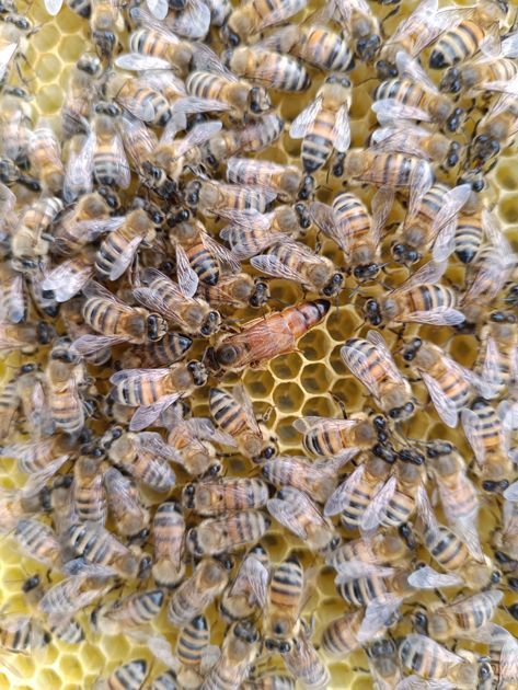 BeesBishops's tweet image. 🐝 Hive inspections in full swing! The bees have been busy bringing in plenty of bright golden dandelion nectar, and it's great to see some of our lovely queens laying strongly. 

#BeekeepingSeason #HiveCheck #QueenBees #IIQueens #DandelionHoney #SpringForage #BeeBreeding