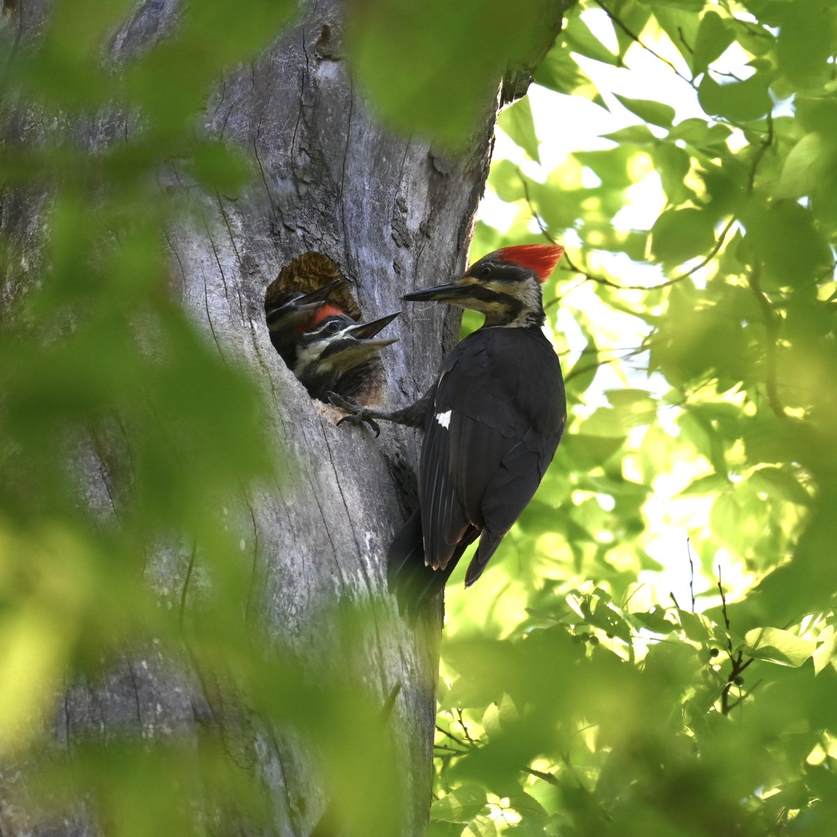 OhioDivWildlife's tweet image. 🌳 This #ArborDay we are reminded of the vital role trees play in the lives of countless wild animals, like the pileated woodpecker.
📷 Josh Courtney