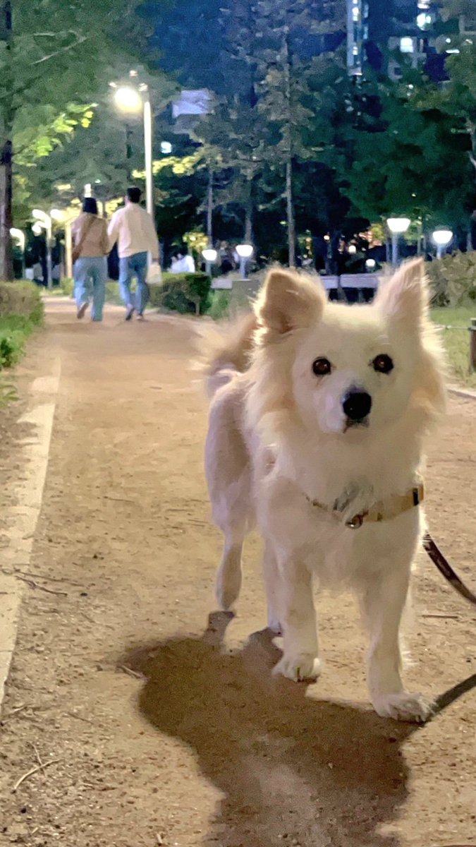 Hari_imbo's tweet photo. [연남동 임보집/임보종료 D-35] 
산책로에서 만나는 강아지 친구들은 다 가족이랑 다니는 걸까요? 저만 임보언니들이랑 있는 걸까요? 임보언니들이랑 한 달 뒤에 헤어질 땐 가족 만나러 가는 길이면 좋겠어요. 언니들이 슬퍼서 말고 기뻐서 울었으면 좋겠어요. 저는 아직도 가족을 찾고 있어요. https://t.co/41cq87YLPy