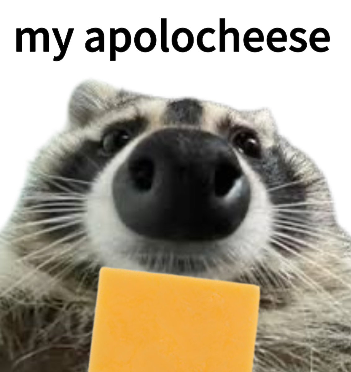 raccoon aesthetic. (@raccoonesthetic) on Twitter photo 