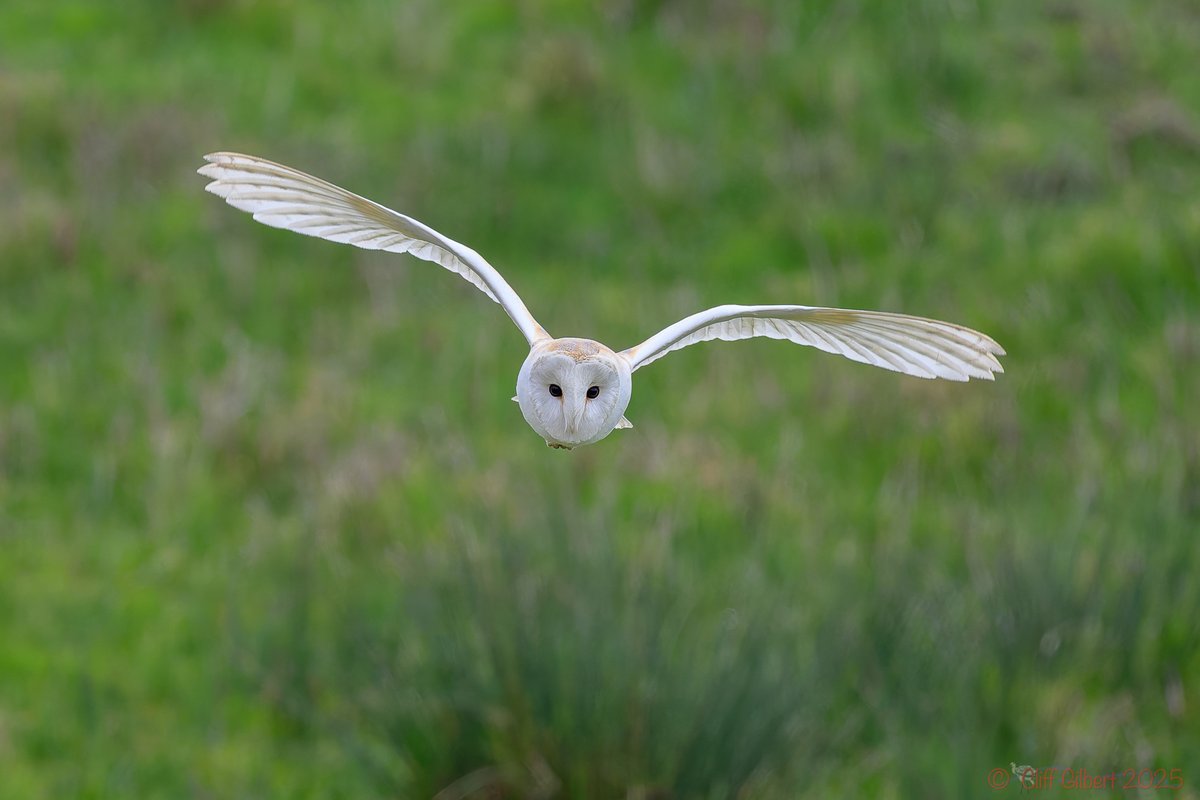 Cliff Gilbert (@cliffgilbert_99) on Twitter photo Some wonderful and multiple views of this very pale Barn Owl hunting around the car park and visitor centre at <a href="/WWTWelney/">WWT Welney</a> early this morning. Not sure I've ever seen such a pale one. Some wonderful and multiple views of this very pale Barn Owl hunting around the car park and visitor centre at <a href="/WWTWelney/">WWT Welney</a> early this morning. Not sure I've ever seen such a pale one.