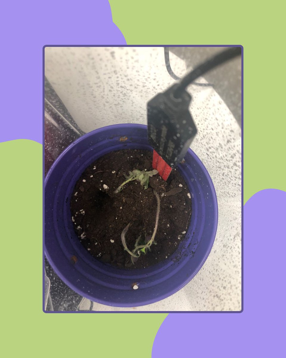 It’s our last day at AYVA Educational, and we’re wrapping up our greenhouse experiment. After a month of healthy growth with water, our tomato seedlings wilted and died just days after switching to salt water. Clearly, salt and tomatoes don’t mix unless it’s on toast!🍅🧂