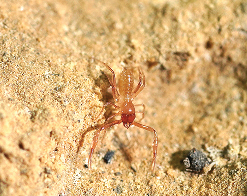 Subterranean Biology tweet media